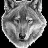 dogman_35